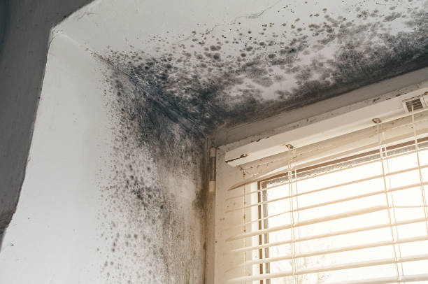 Affordable Mold Cleanup solutions in Circle Pines, MN